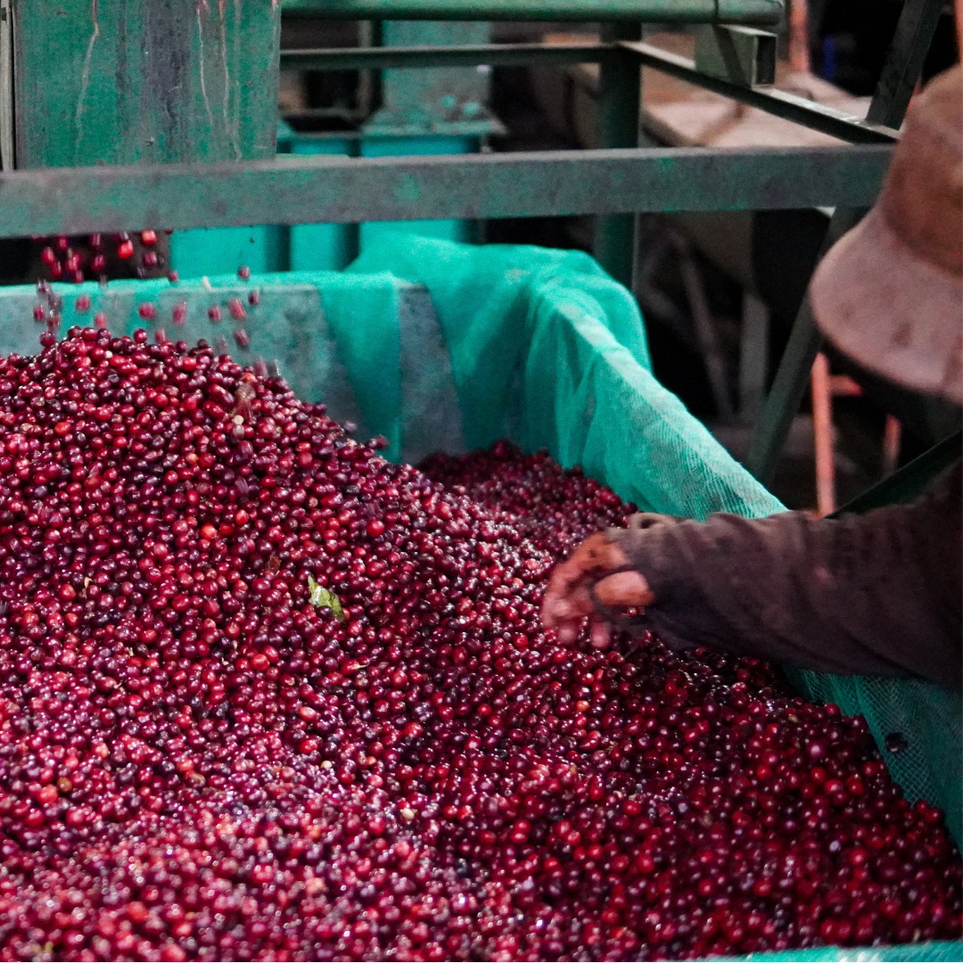 Fine robusta - Honey Smooth