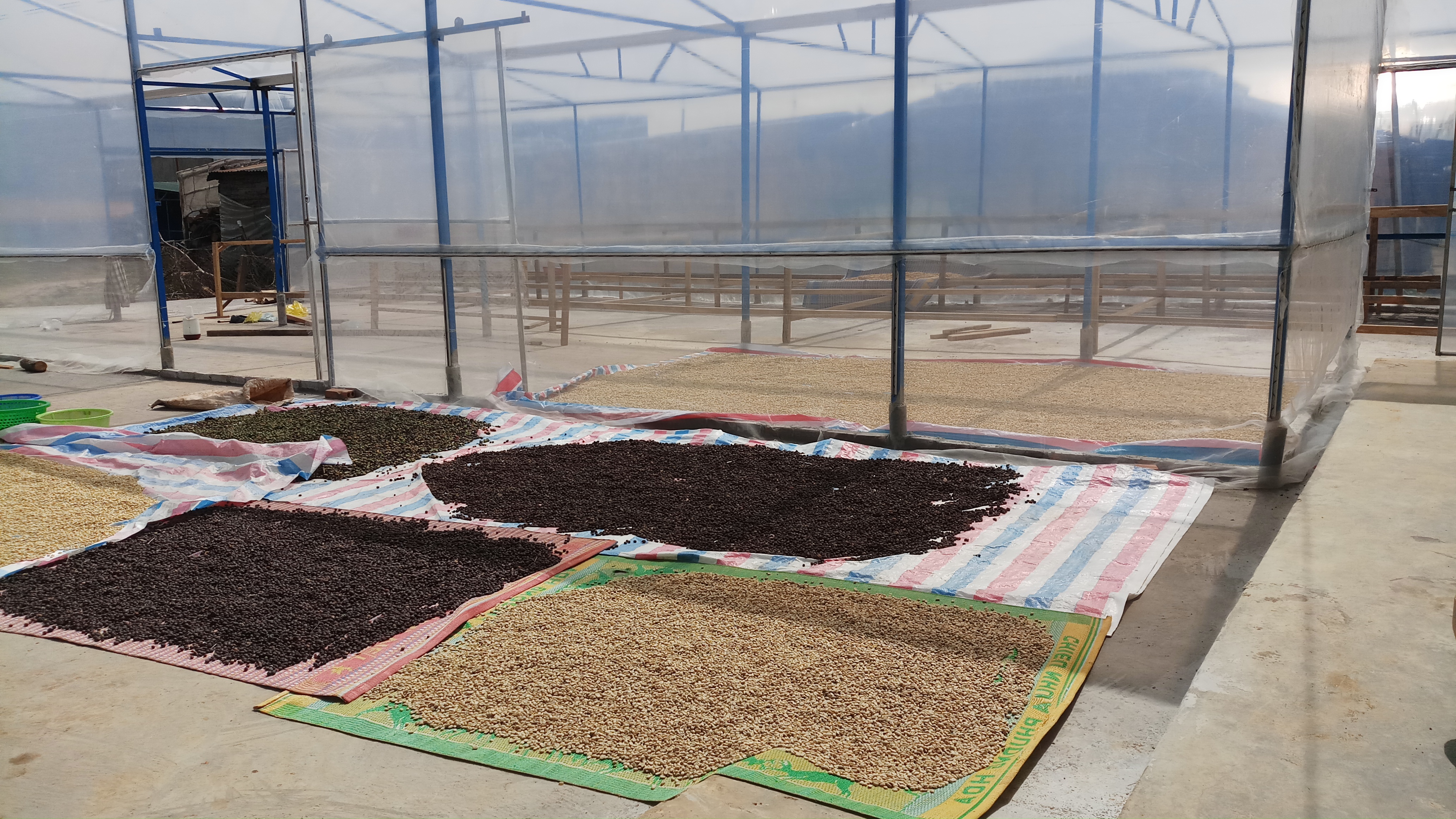 Premium Arabica S16+ Natural